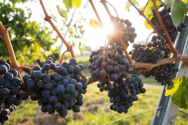 balsamic vinegar and lambrusco tour from Bologna or Modena